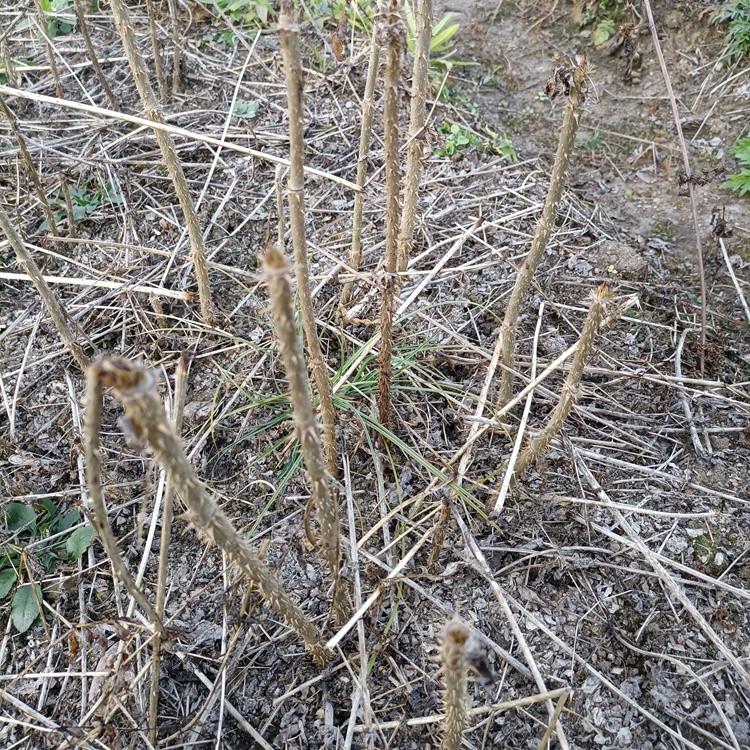 瑞林苗圃 刺龙苞种苗基地 刺老包苗种植方法