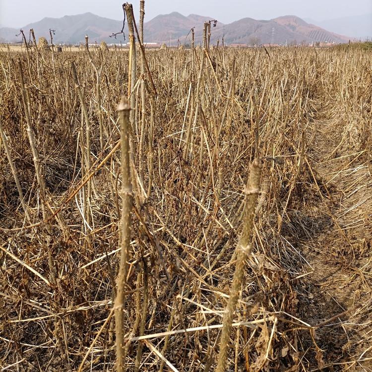 瑞林苗圃 刺脑包树苗 刺老包苗种植方法