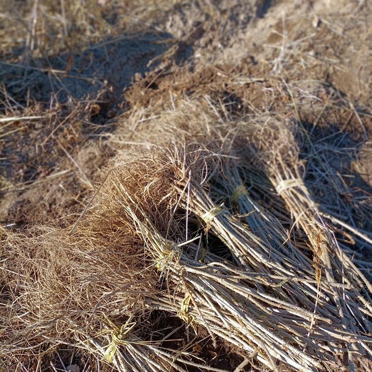 瑞林苗圃 刺龙苞种苗基地 大量供应刺老包苗