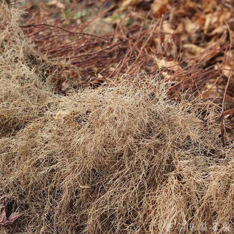 辽宁五味子苗木基地直销 长期供应北五味子苗