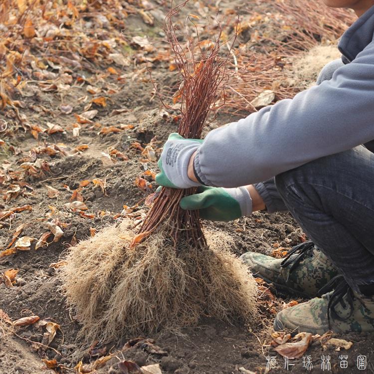 五味子苗 本溪五味子苗 辽宁五味子苗批发