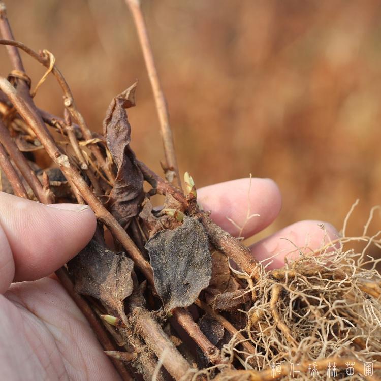 辽宁五味子苗木基地直销 长期供应北五味子苗