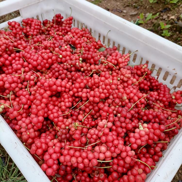 陕西五味子苗批发 北五味子苗价格 一二年生 量大从优