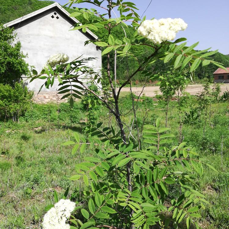 花楸树苗 桓仁瑞林苗圃 基地直发