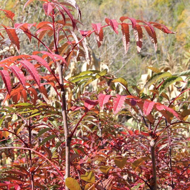 花楸苗基地直销 百华花楸苗批发 桓仁瑞林花楸