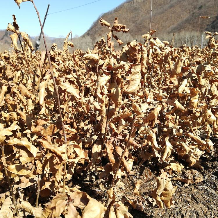 蒙古栎/蒙古栎小苗/蒙古栎树苗/蒙古栎苗/蒙古栎小苗批发