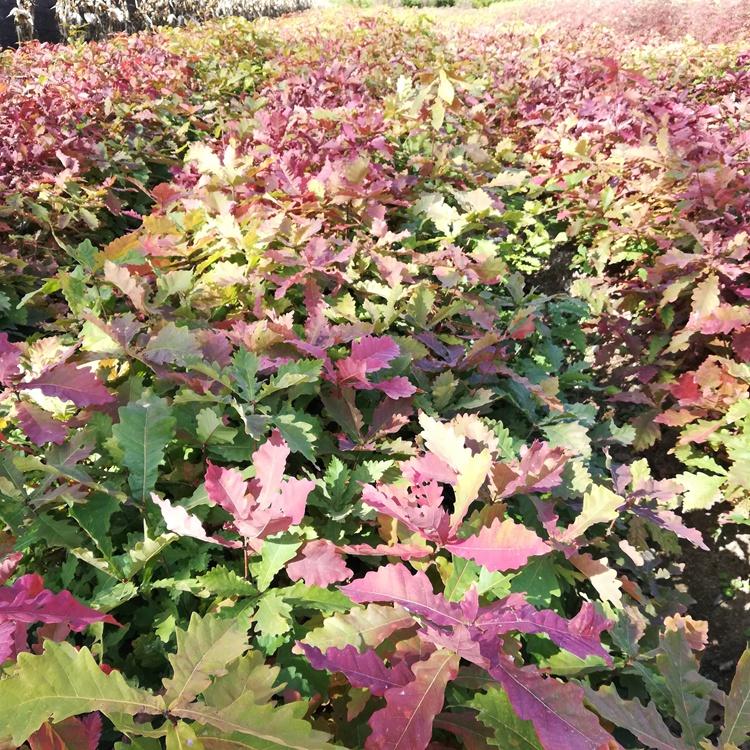 蒙古栎树苗 辽东栎苗 柞树小苗 橡树苗量大包邮