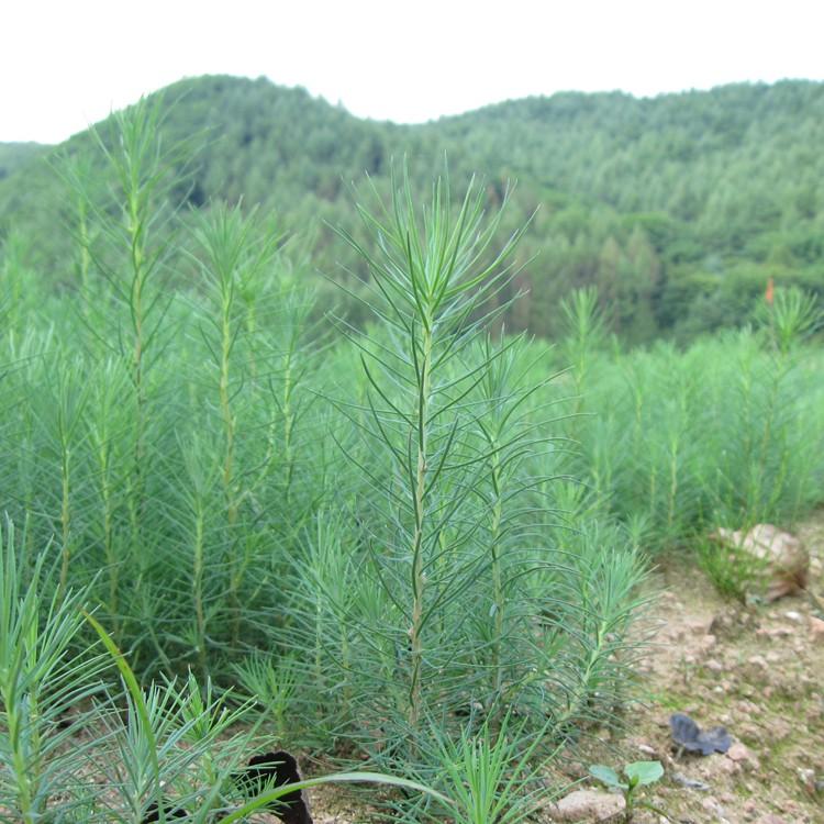 供应日本落叶松苗 落叶松小苗 辽宁本溪苗圃货源