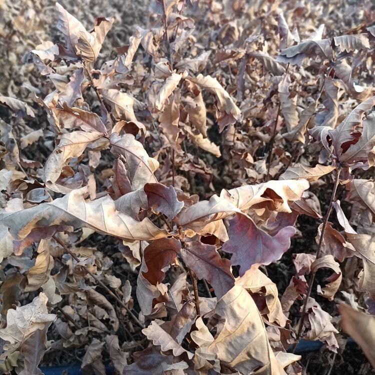 辽宁蒙古栎树苗 辽东栎苗价格 柞树小苗 养蚕用柞树苗