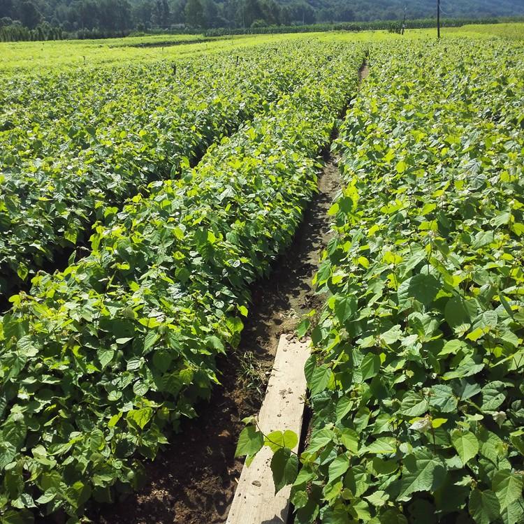 桓仁瑞林 椴树苗批发 紫椴树苗大量供应