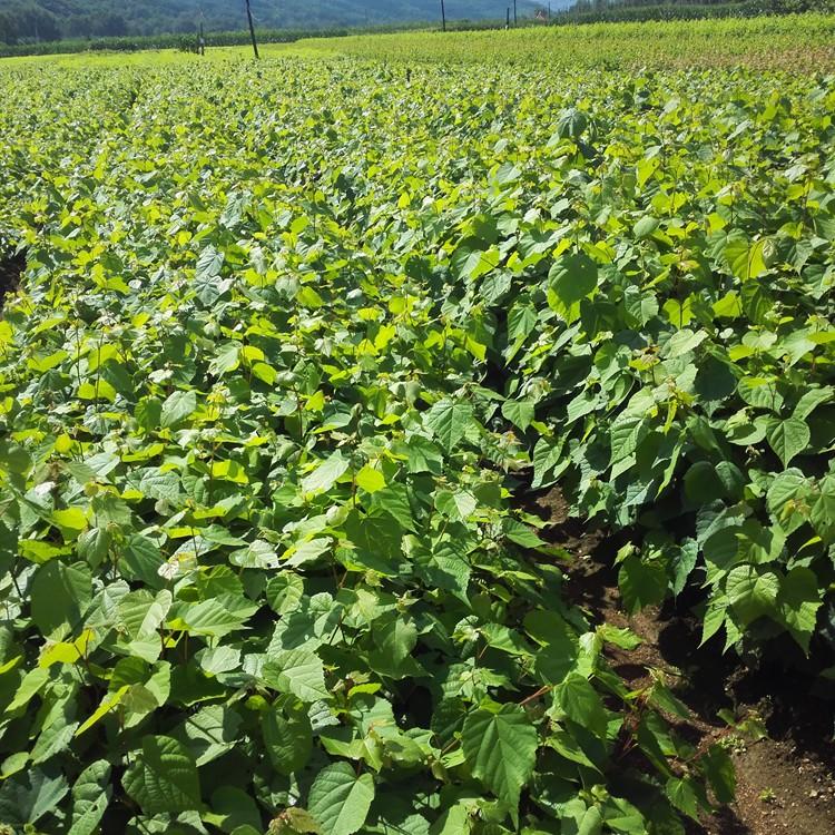 桓仁瑞林 东北紫椴树苗 紫椴树苗量大从优