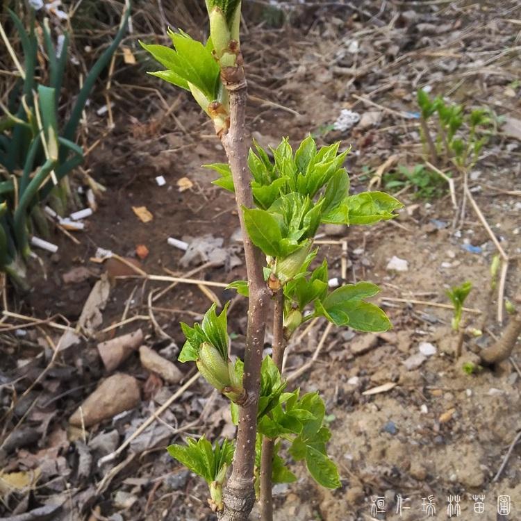 刺五加苗 瑞林苗圃批发 刺五加种苗 自产自销