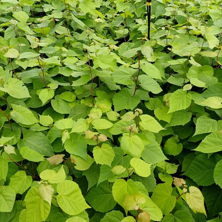 桓仁瑞林 紫椴树小苗 紫椴树苗苗木种植