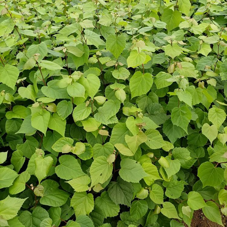 桓仁瑞林 紫椴树苗木价格 紫椴树苗价格优惠