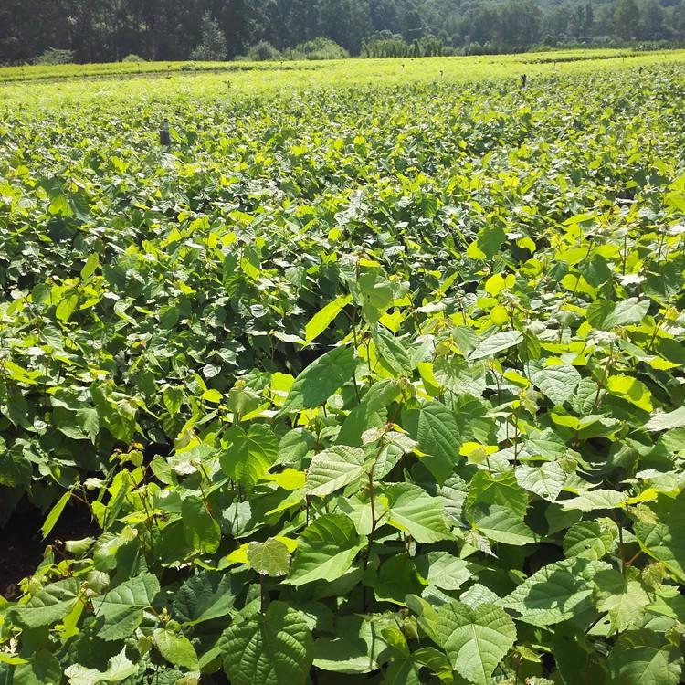 桓仁瑞林 紫椴树苗种植基地 紫椴树苗苗木种植