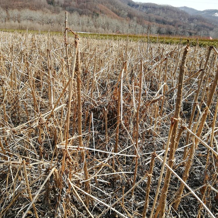 楤木苗 红刺老包苗 乌龙头菜苗 刺芽菜苗基地直销
