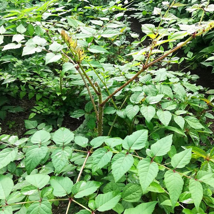 刺老包种苗价格 刺老包种苗 种植基地