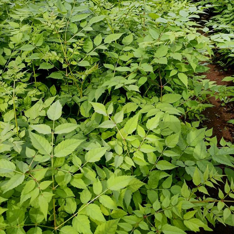 桓仁瑞林 东北刺嫩芽苗 刺嫩芽苗圃地直销