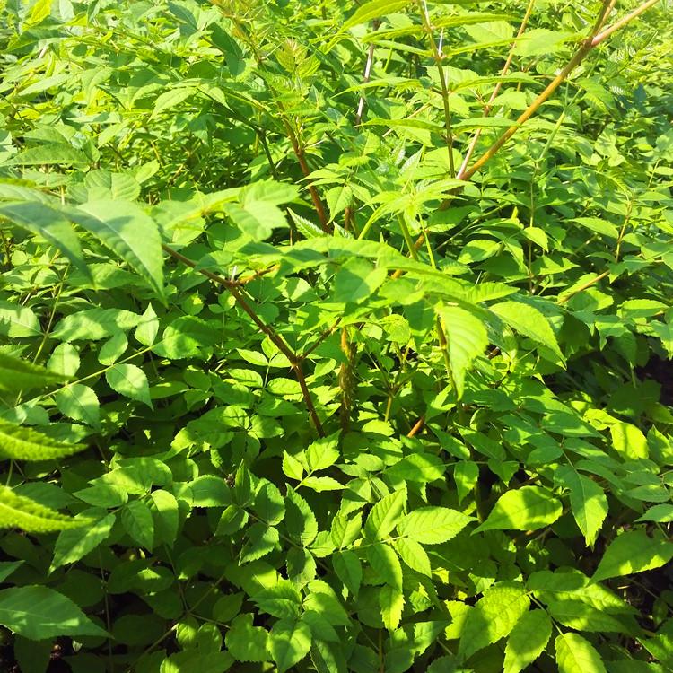 桓仁瑞林 东北刺嫩芽苗 刺嫩芽苗种植方法