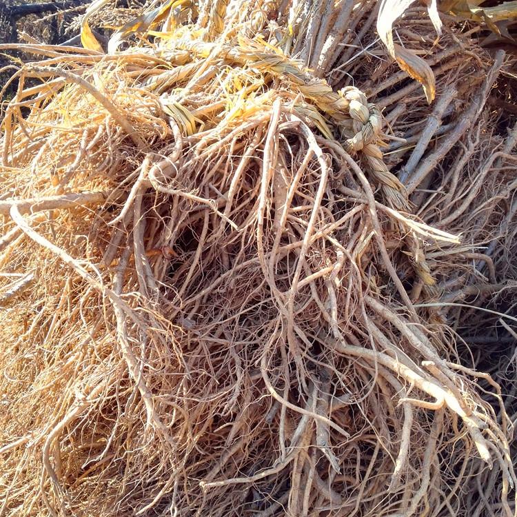 桓仁瑞林 东北刺嫩芽苗 刺嫩芽苗单株价格