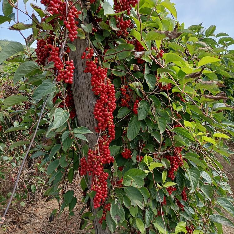 辽宁五味子苗基地 长年供应五味子种苗 一二年生五味子苗批发