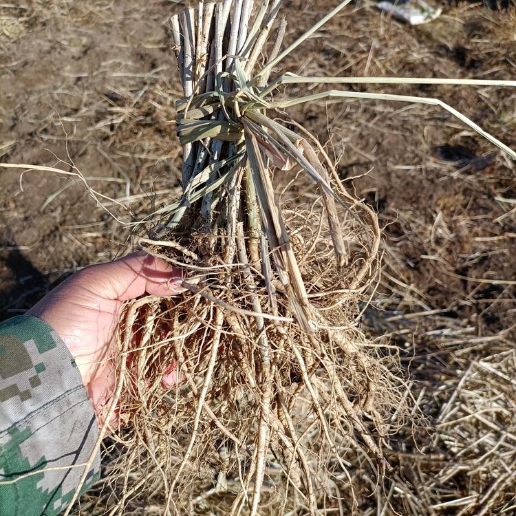 云贵川刺脑包苗 批发刺脑包苗 红刺老包树苗基地