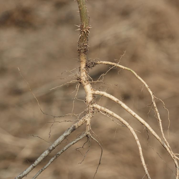 辽宁刺嫩芽树苗 刺嫩芽苗 刺嫩芽苗批发 桓仁瑞林