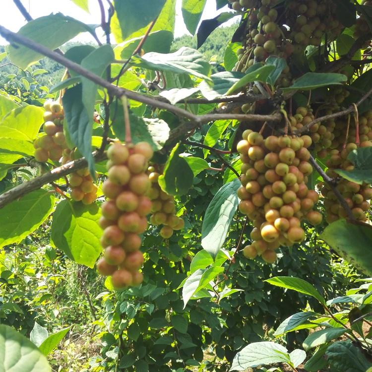 高质量五味子苗 一二年生五味子苗批发