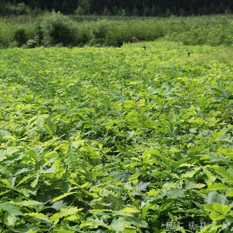 抗寒蒙古栎小苗 辽东栎一年苗 柞树苗 橡树苗 量大从优