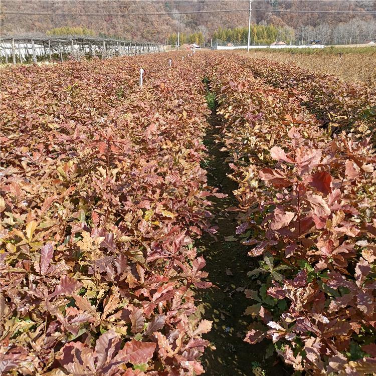 瑞林 丛生蒙古栎树苗 种蒙古栎苗苗圃直发