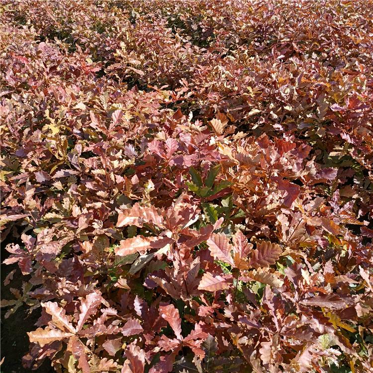 瑞林 蒙古栎杯苗 种蒙古栎苗苗圃直发