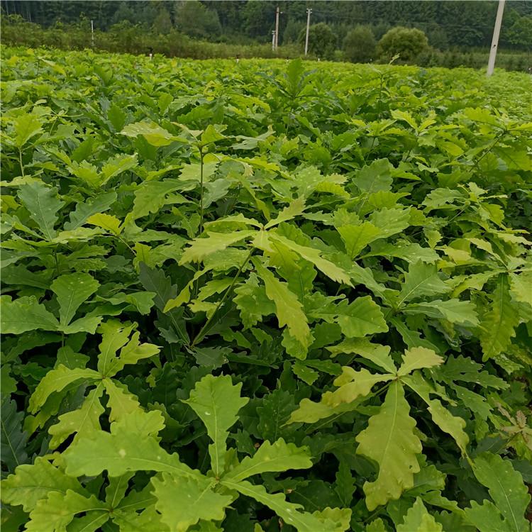 瑞林 丛生蒙古栎小苗 辽宁蒙古栎苗价格