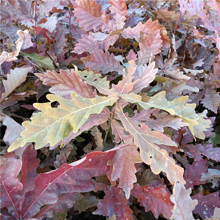 瑞林 蒙古栎苗 蒙古栎树苗大量优惠