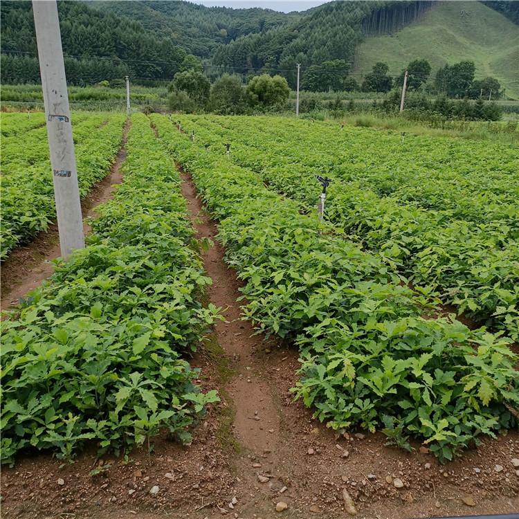 瑞林 蒙古栎苗价格合理 蒙古栎好货源