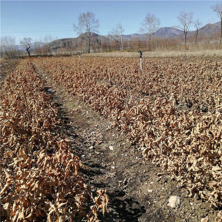 瑞林 丛生蒙古栎小苗 蒙古栎树苗供应基地