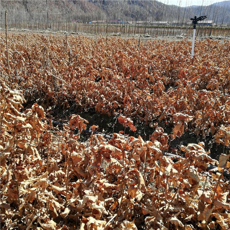 瑞林 蒙古栎苗价格合理 蒙古栎树苗供应基地