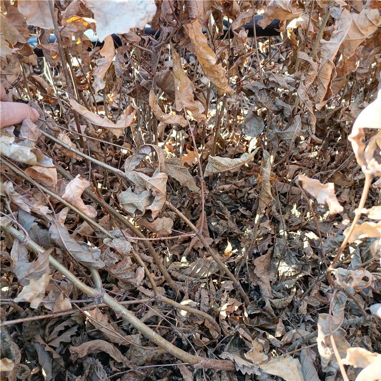 瑞林 丛生蒙古栎小苗 蒙古栎树苗现苗供应