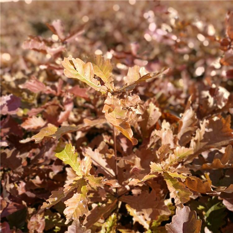 瑞林 东北蒙古栎苗 蒙古栎树苗供应基地