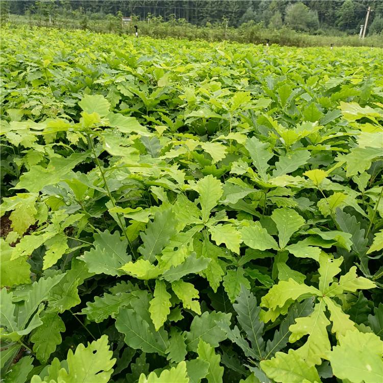 瑞林 多规格蒙古栎基地 种播苗蒙古栎苗