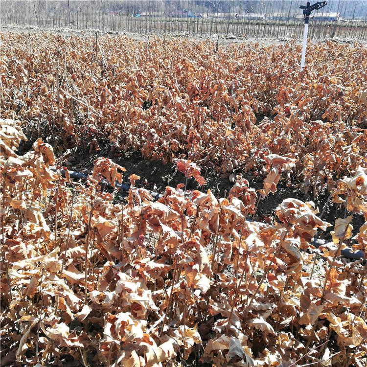 瑞林 蒙古栎工程用苗 蒙古栎好货源