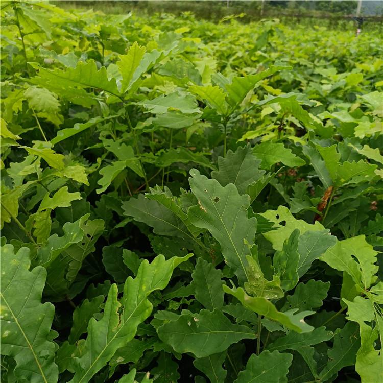 瑞林 蒙古栎工程用苗 种蒙古栎苗苗圃直发