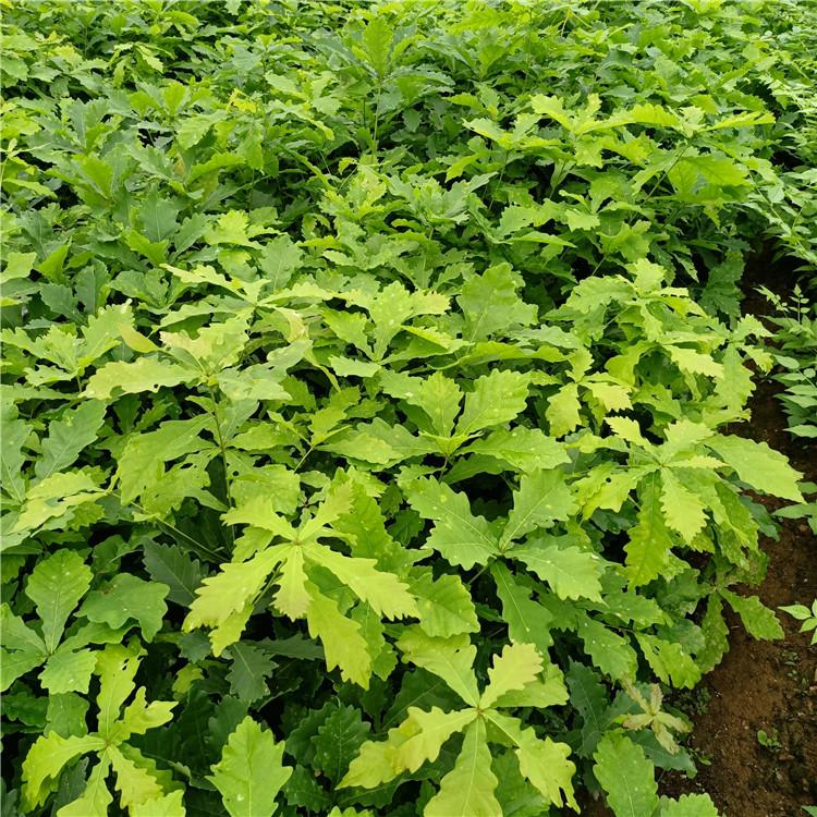 瑞林 蒙古栎苗价格合理 辽宁蒙古栎