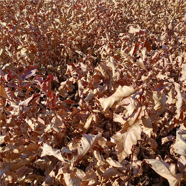 瑞林 蒙古栎苗木产地货源 辽宁蒙古栎