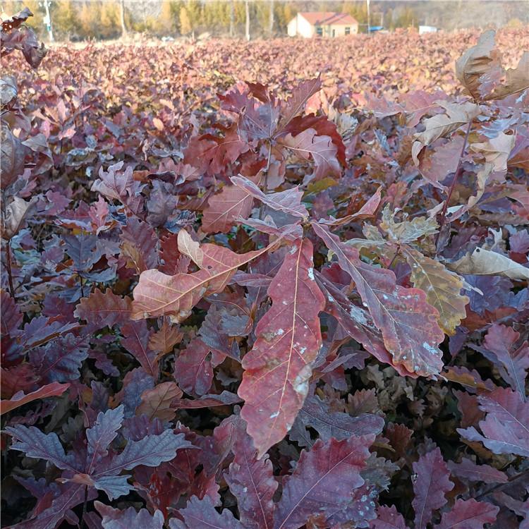 瑞林 蒙古栎苗价格合理 丛生蒙古栎规格齐全