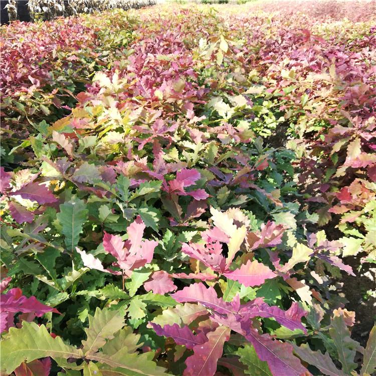 瑞林 蒙古栎苗木产地货源 丛生蒙古栎规格齐全