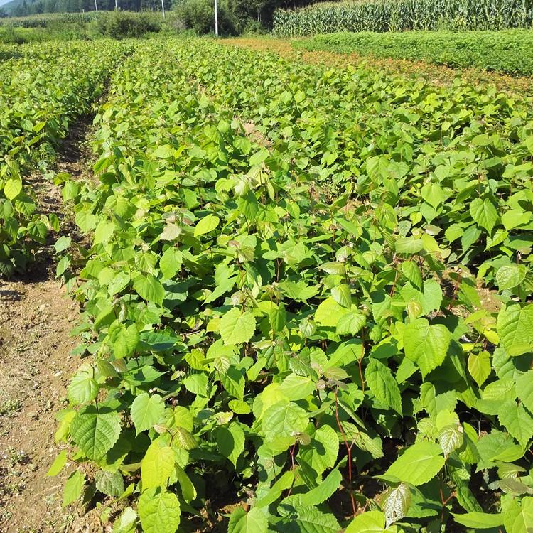 瑞林 紫椴树苗苗圃 椴树苗图片详情