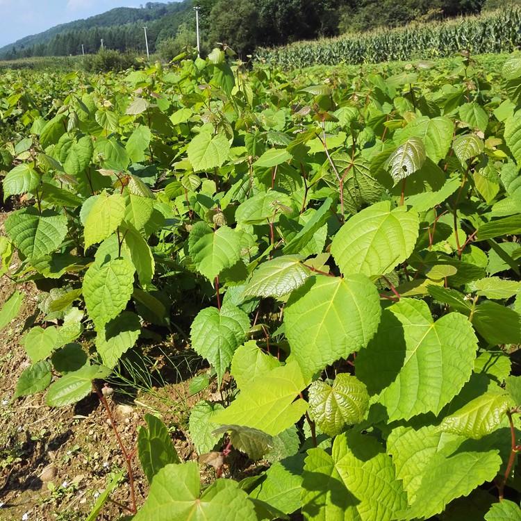 瑞林 椴树小苗 椴树苗出售