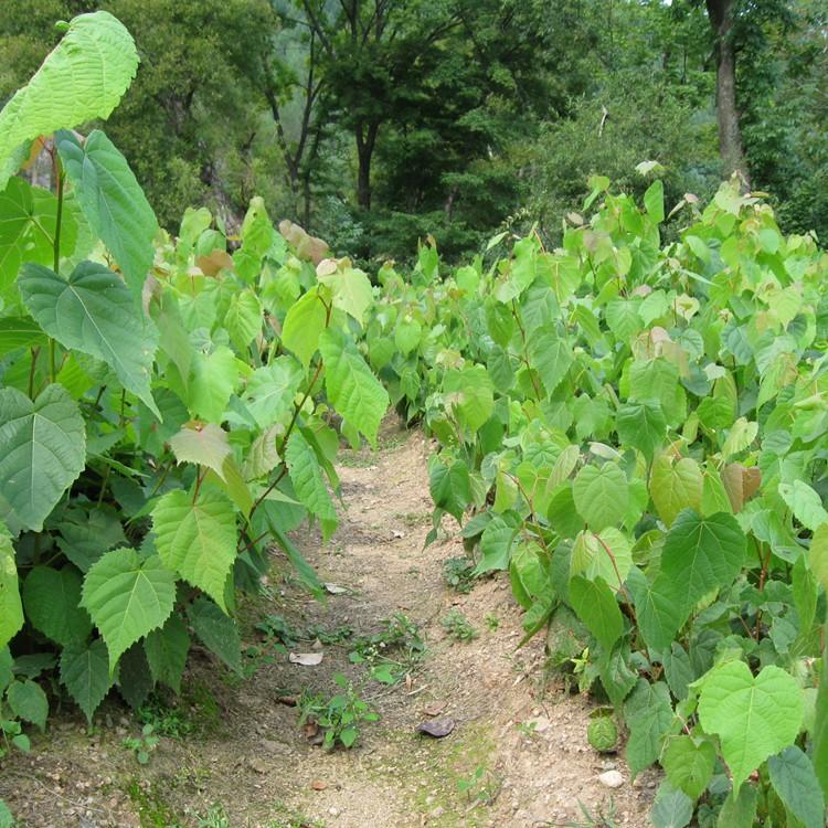 瑞林 椴树苗出售 紫椴树苗种植基地