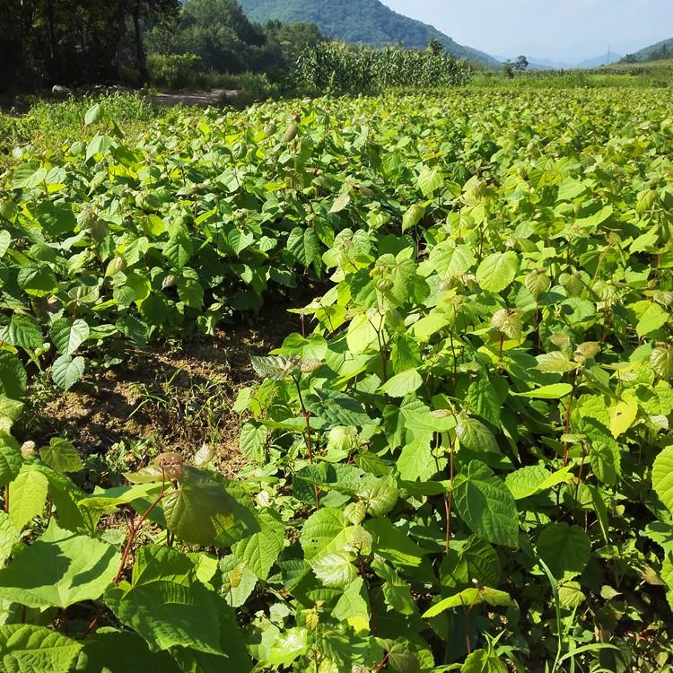 瑞林 东北紫椴树苗 乔木紫锻出售