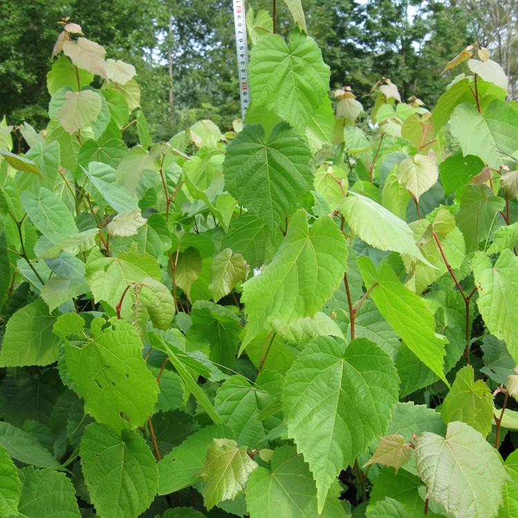 瑞林 椴树苗价格 嫁接椴树苗砧木